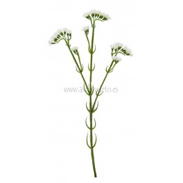 Statice blanco
