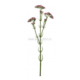 Statice fucsia