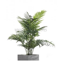 Areca Palm