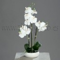 Orquídea Phalanopsis