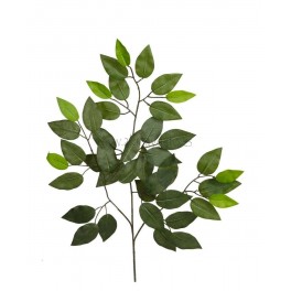 Ficus 42 hojas