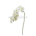 Orquídea blanco